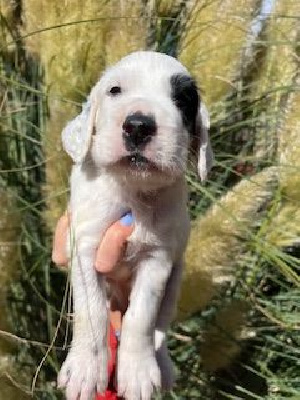 CHIOT 1 - Setter Anglais