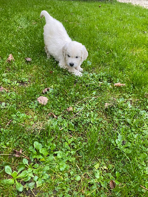 Les chiots de Golden Retriever