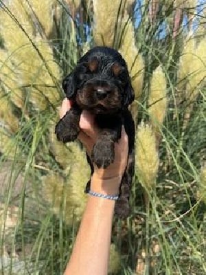 Les chiots de Cocker Spaniel Anglais