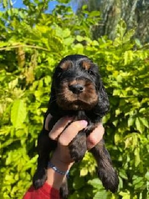 Les chiots de Cocker Spaniel Anglais