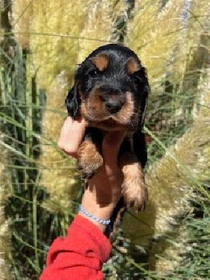 Les chiots de Cocker Spaniel Anglais