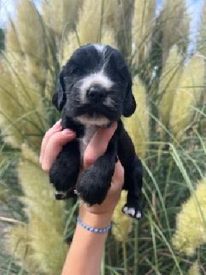 Les chiots de Cocker Spaniel Anglais