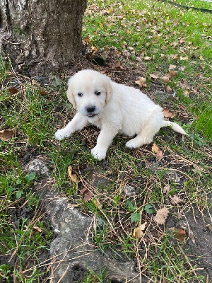 Les chiots de Golden Retriever