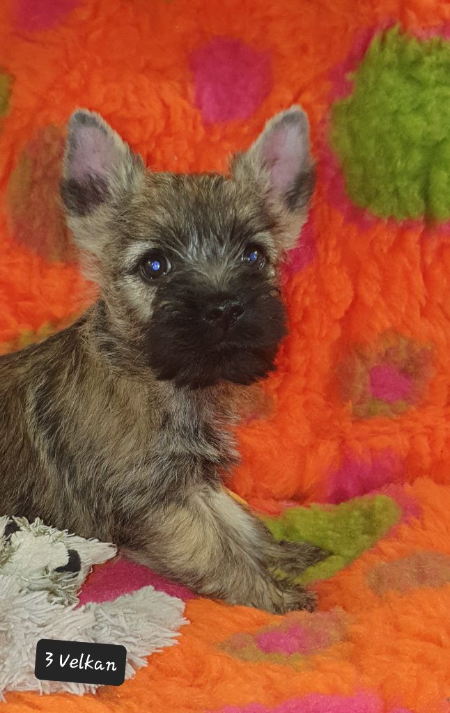 VELKAN - Cairn Terrier