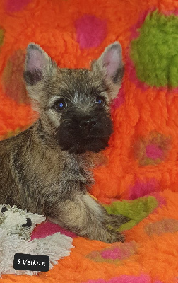 Les chiots de Cairn Terrier