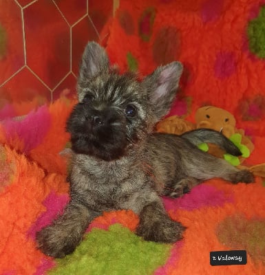 VALOWAY - Cairn Terrier