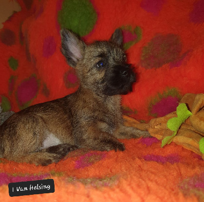 Les chiots de Cairn Terrier