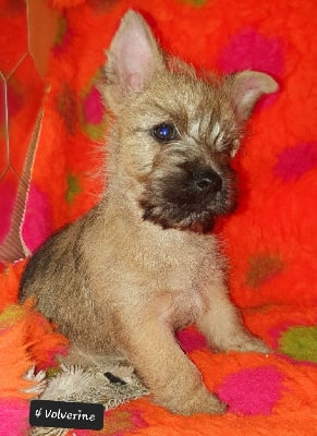 Les chiots de Cairn Terrier