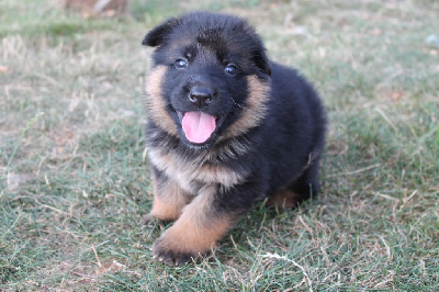 Les chiots de Berger Allemand