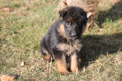 Les chiots de Berger Allemand