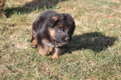 CHIOT - Berger Allemand