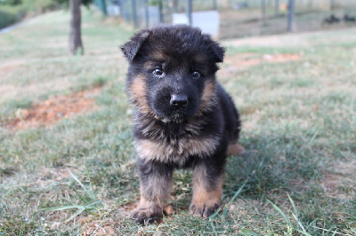 Les chiots de Berger Allemand