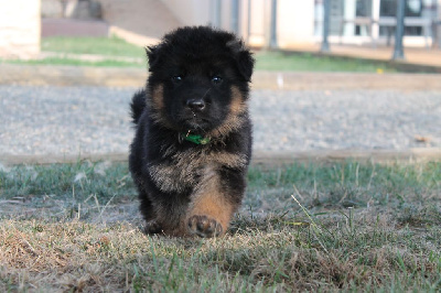 Les chiots de Berger Allemand