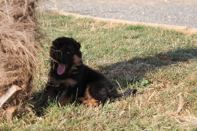 Les chiots de Berger Allemand