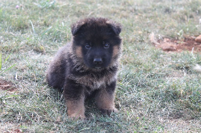 CHIOT - Berger Allemand