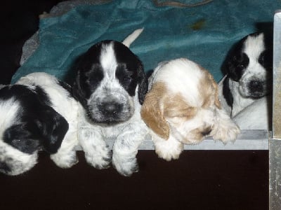 Les chiots de Cocker Spaniel Anglais