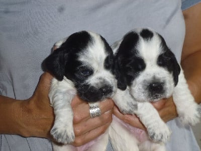 Les chiots de Cocker Spaniel Anglais