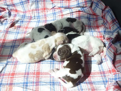 Les chiots de Cocker Spaniel Anglais