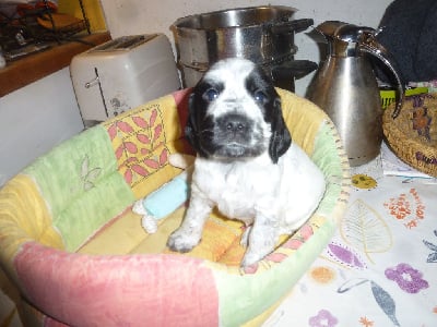 Les chiots de Cocker Spaniel Anglais