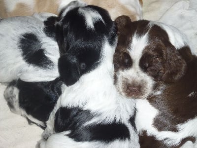 Les chiots de Cocker Spaniel Anglais