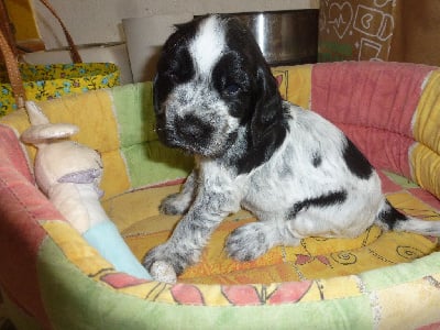 Les chiots de Cocker Spaniel Anglais