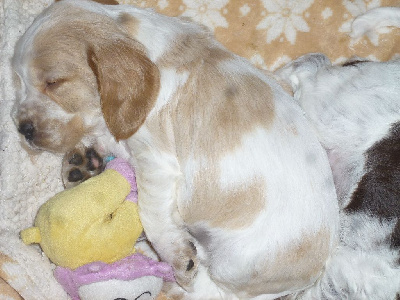 Les chiots de Cocker Spaniel Anglais