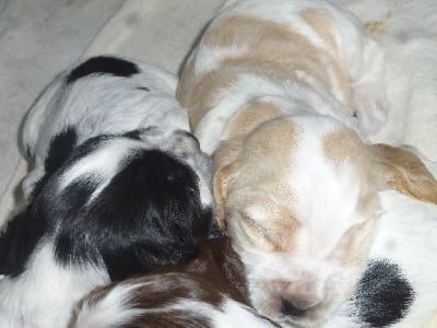 Les chiots de Cocker Spaniel Anglais