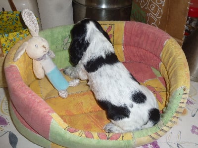 Les chiots de Cocker Spaniel Anglais