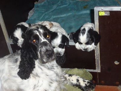 Les chiots de Cocker Spaniel Anglais