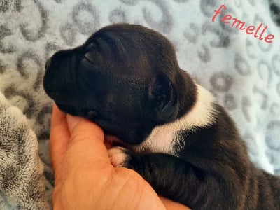 Les chiots de Staffordshire Bull Terrier