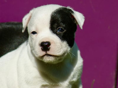 Les chiots de Staffordshire Bull Terrier