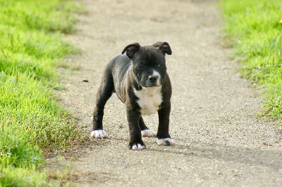 Les chiots de Staffordshire Bull Terrier