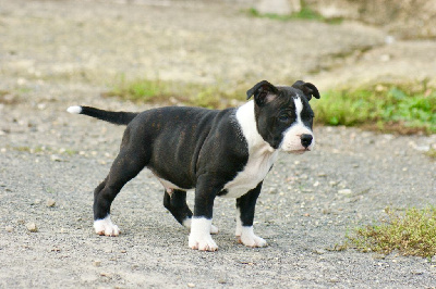 Les chiots de Staffordshire Bull Terrier