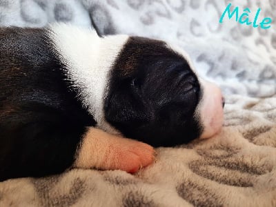 Les chiots de Staffordshire Bull Terrier