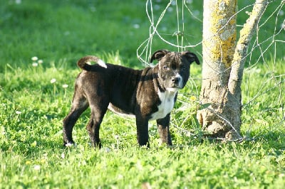 Les chiots de Staffordshire Bull Terrier