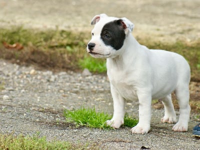 Les chiots de Staffordshire Bull Terrier