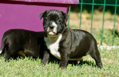 Les chiots de Staffordshire Bull Terrier