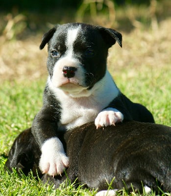 Les chiots de Staffordshire Bull Terrier