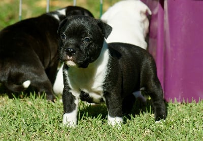 Les chiots de Staffordshire Bull Terrier