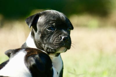 Les chiots de Staffordshire Bull Terrier