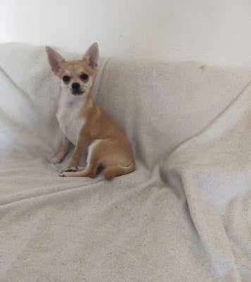 Les chiots de Chihuahua