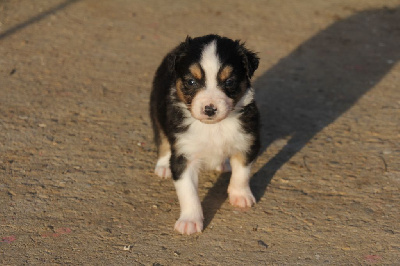 Les chiots de Berger Australien