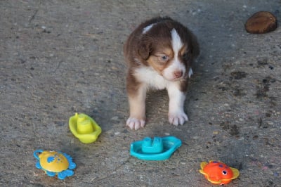 Les chiots de Berger Australien