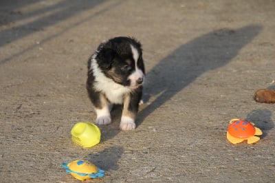 Les chiots de Berger Australien