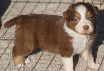 Les chiots de Berger Australien