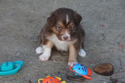 Les chiots de Berger Australien