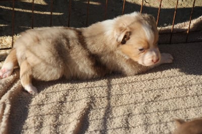 Les chiots de Berger Australien