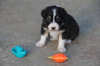 Les chiots de Berger Australien