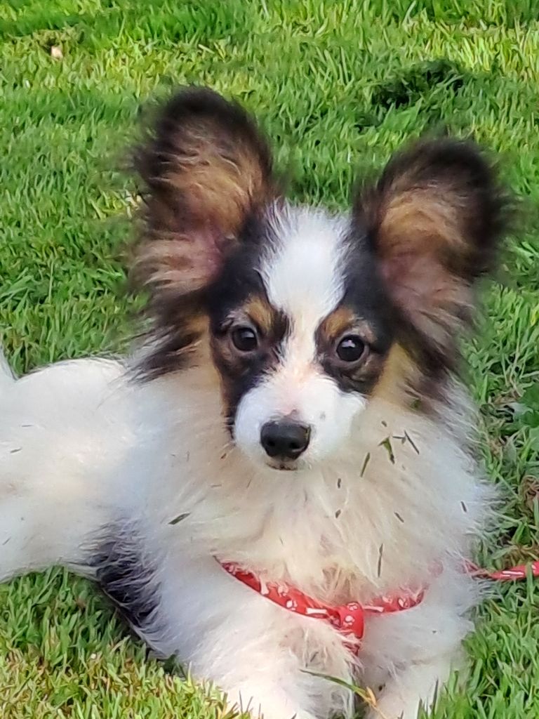 CHIOT 1 - Epagneul nain Continental (Papillon)