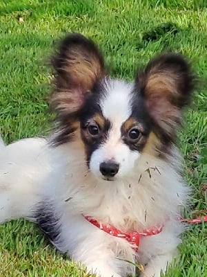 Les chiots de Epagneul nain Continental (Papillon)